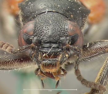 Media type: image; Entomology 8595   Aspect: head frontal view